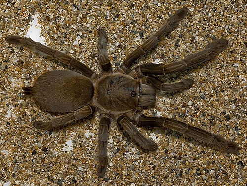 Eastern tarantula